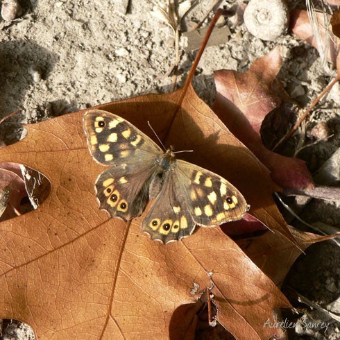 Papillon