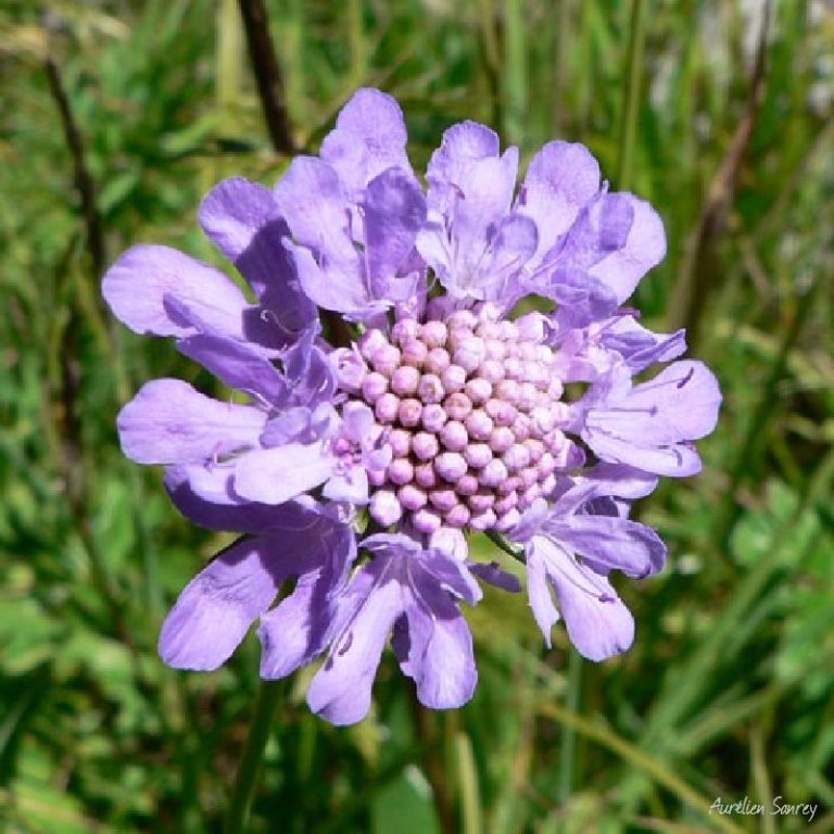 Scabieuse du Caucase - photographies de flore alpine
