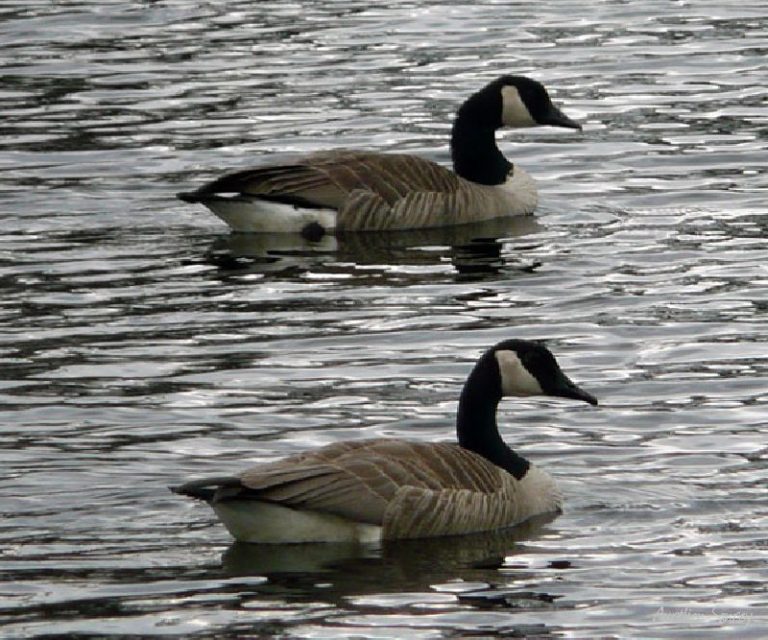 Couple de bernaches du Canada - photos de faune sauvage