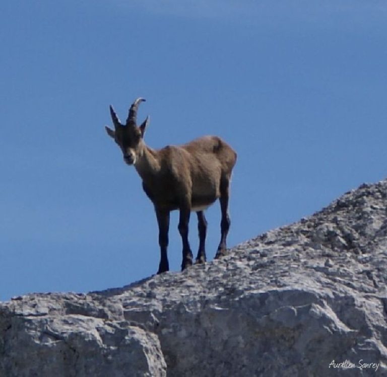 Jeune bouquetin mâle sur un rocher - photos de faune sauvage