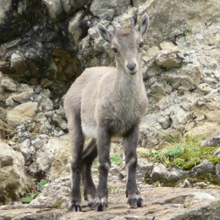 Cabri (bébé bouquetin) - photos d'animaux en liberté