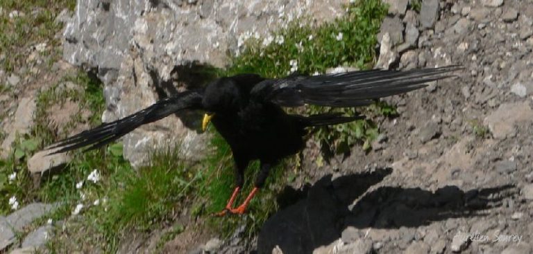 Chocard à bec jaune qui atterrit - photographie de faune sauvage montagnarde