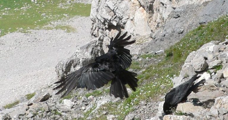 Envol d'un chocard à bec jaune - photographie de faune sauvage montagnarde