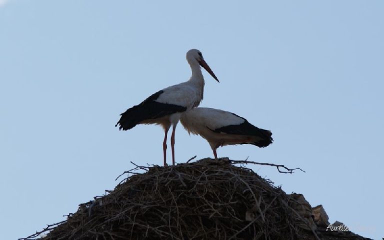 Couple de cigognes blanches - photos d'animaux en liberté