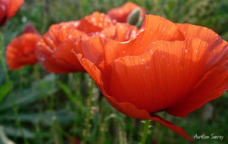 Fleur de Coquelicot - photos de fleurs et plantes sauvages