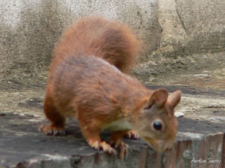 écureil roux sur un murel - photos de faune