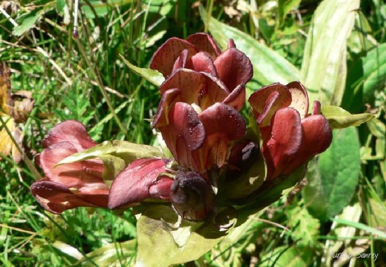 Gentiane pourpre - photographies de flore alpine