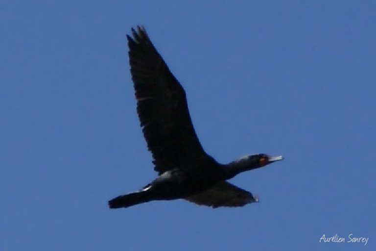 Grand cormoran en vol - photos d'animaux sauvages en liberté