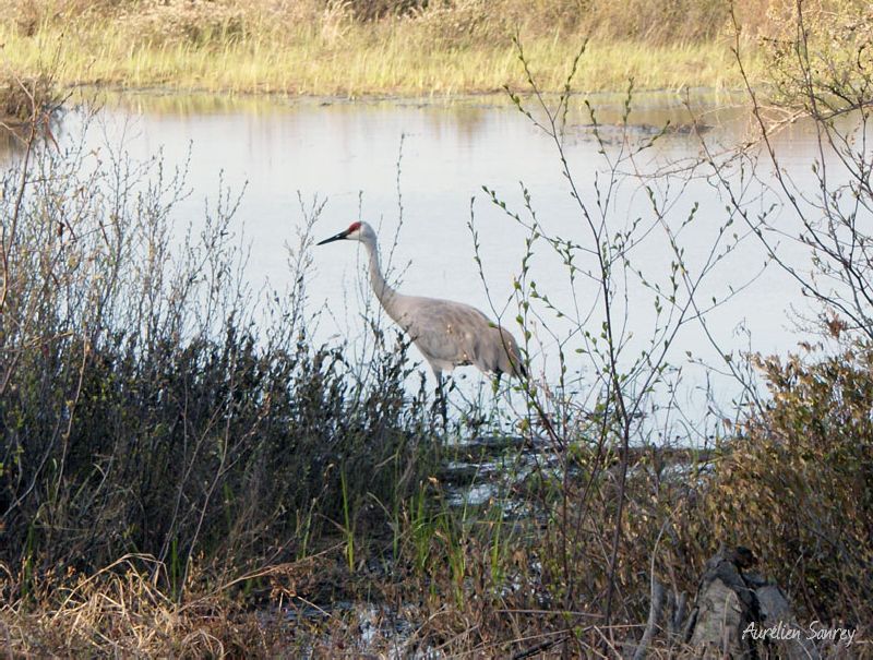 Grue cendrée au bord d'une rivière - photographies de faune sauvage
