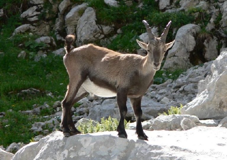 Jeune bouquetin mâle (debout) - photographies de faune alpine