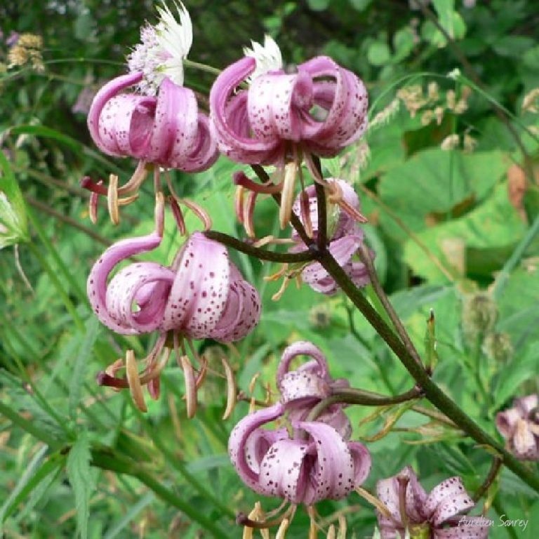 Lis Martagon - photo de flore alpine
