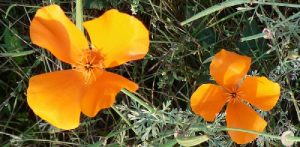 Pavot de Californie - photos de plantes sauvages