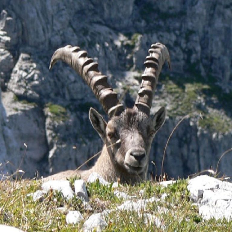 Bouquetin mâle couché - photographies de faune sauvage