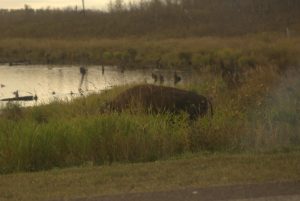 Bison dans le parc Elk Island