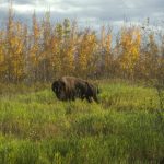 Bison mâle solitaire
