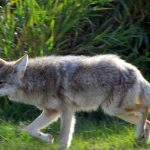 Coyote dans le parc Elk Island