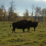 Groupe de bisons dans le parc Elk Island