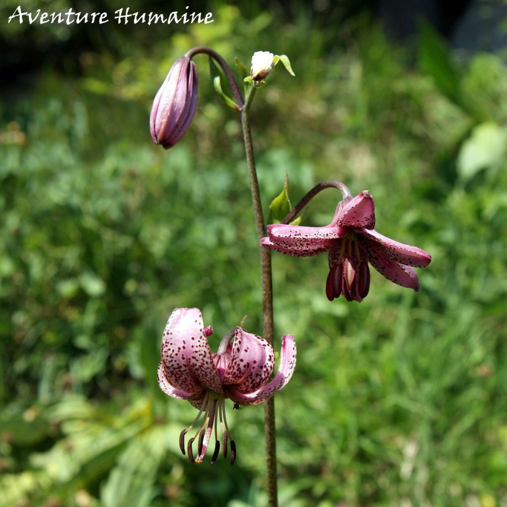Lis Martagon - photo de flore alpine