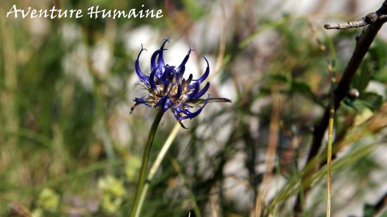 Raiponce orbiculaire - photos de flore alpine