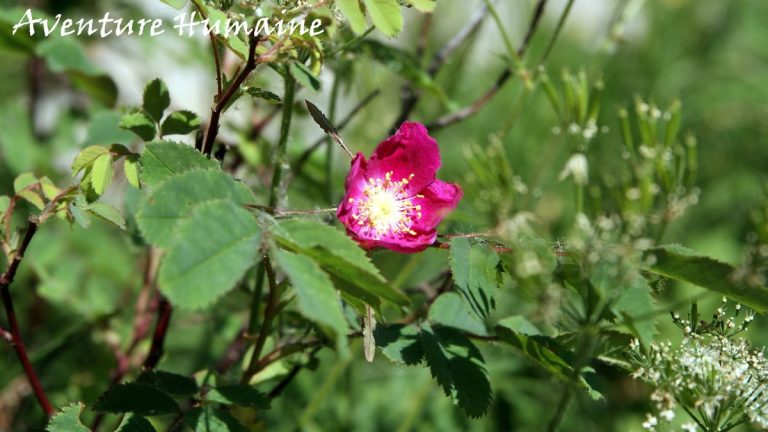 Églantier, ou rose sauvage - photos de flore alpine