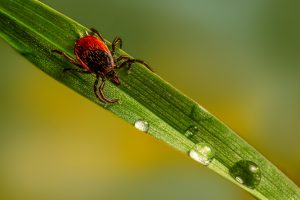 Tique Ixodes Ricinus