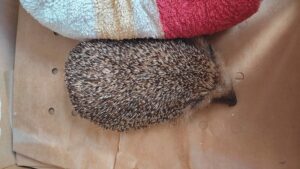 Hérisson mis dans un carton pour l'amener à un refuge de faune sauvage